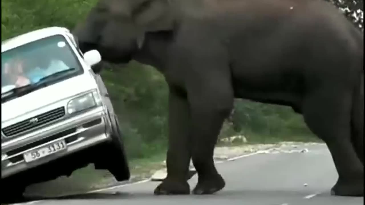 Elephant 🐘 attack