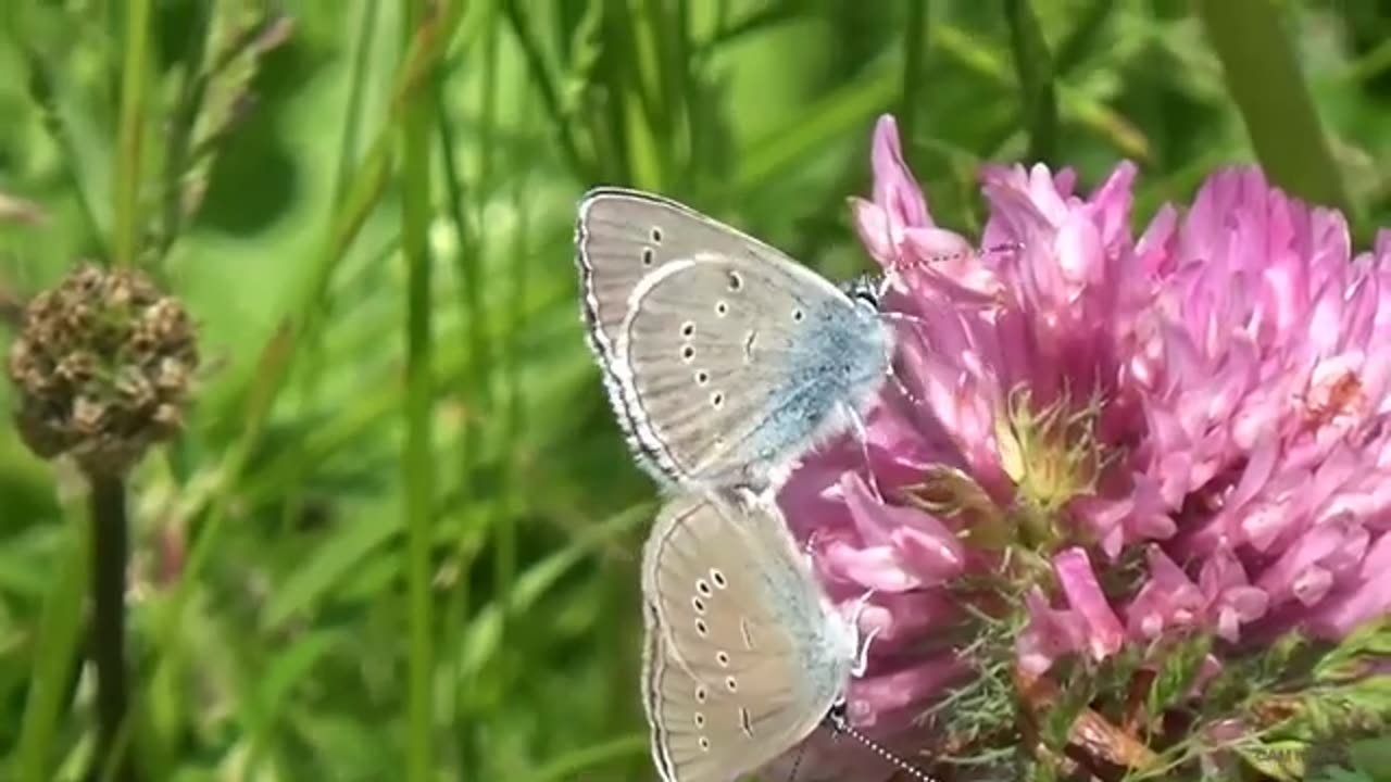 Beautiful Butterfly Mating Moment 😇💖😍