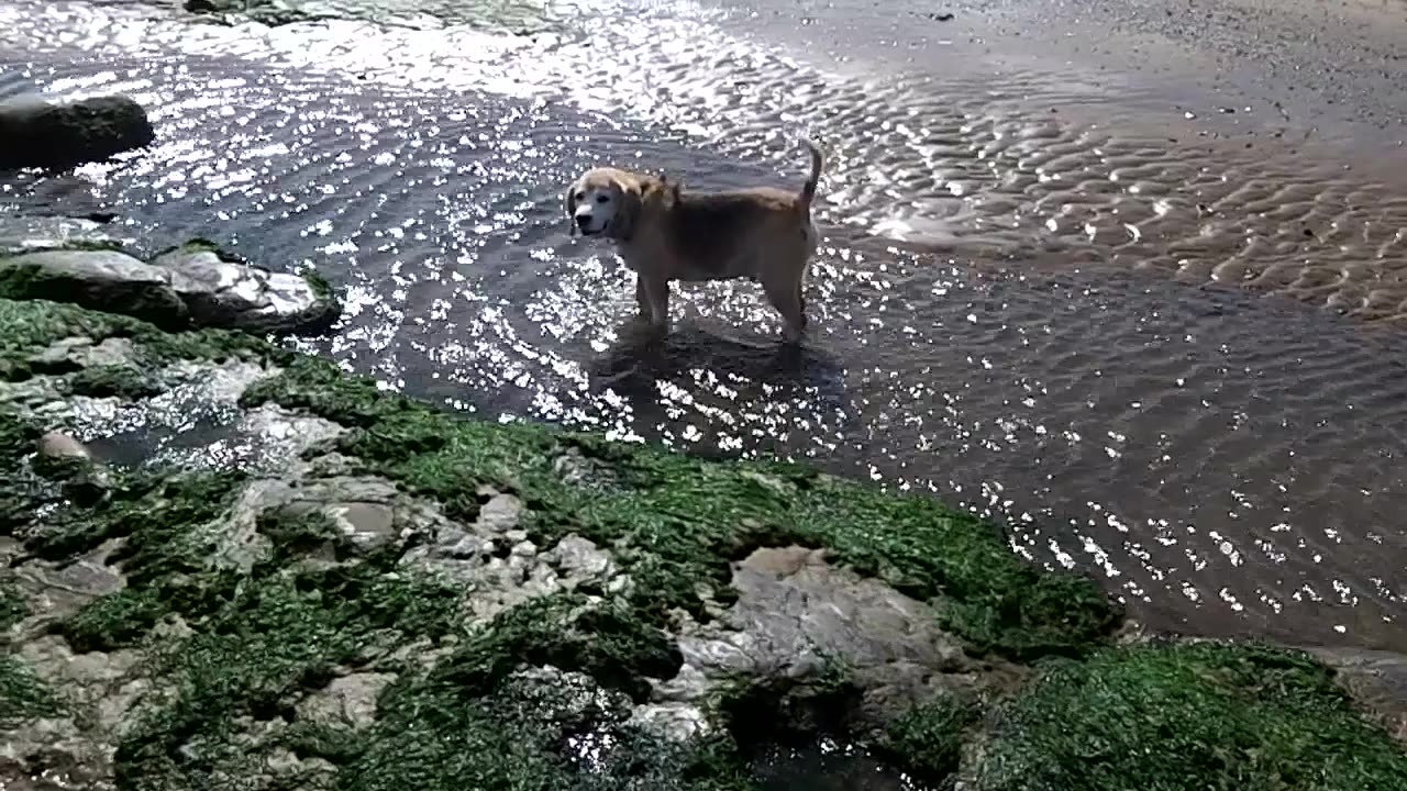 Doggie Diaries #49 - Jack