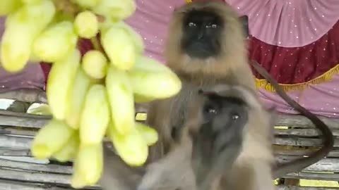 Funny monkey video