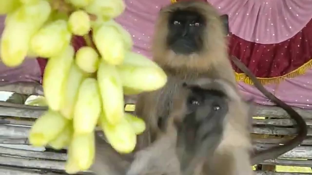 Funny monkey video