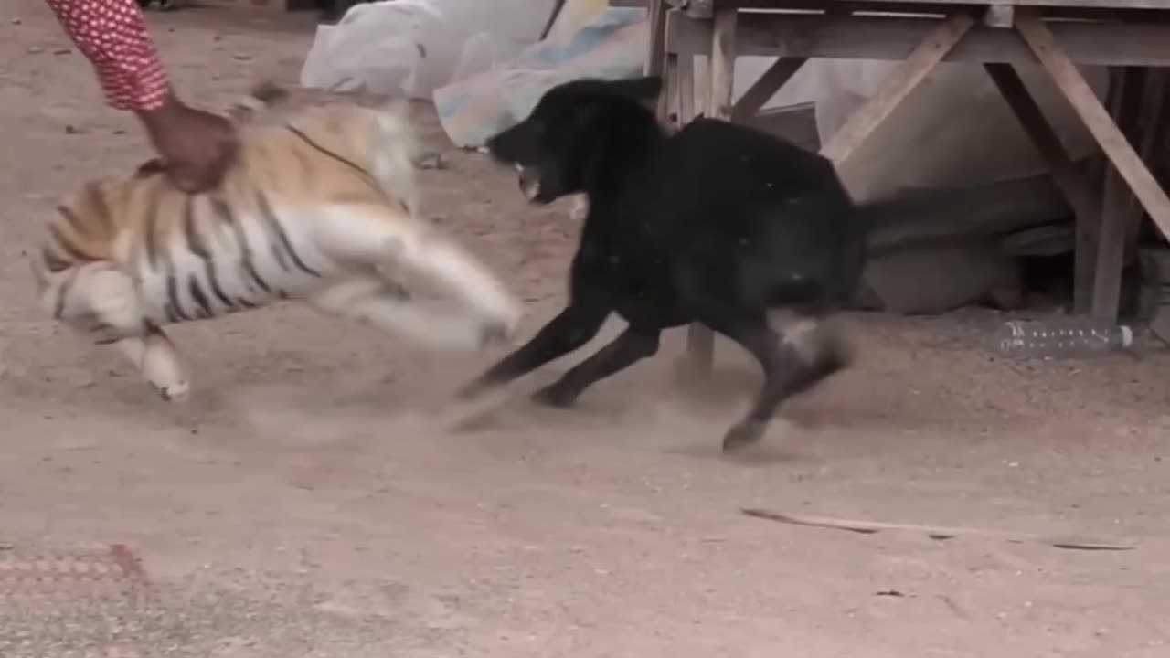 Troll Prank Dog Funny & fake Lion and Fake Tiger Prank To dog & Huge Box Prank to dog 18_720p