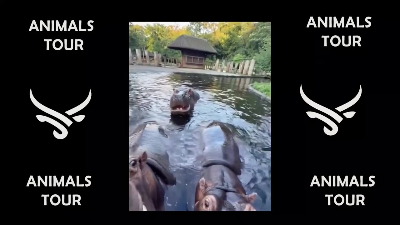 Best funny animal video