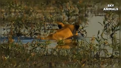 Lion 🦁and Buffalo fight | animals life |