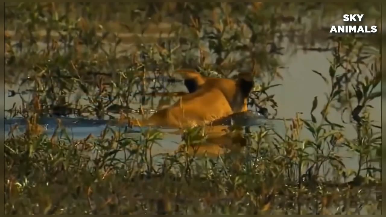 Lion 🦁and Buffalo fight | animals life |