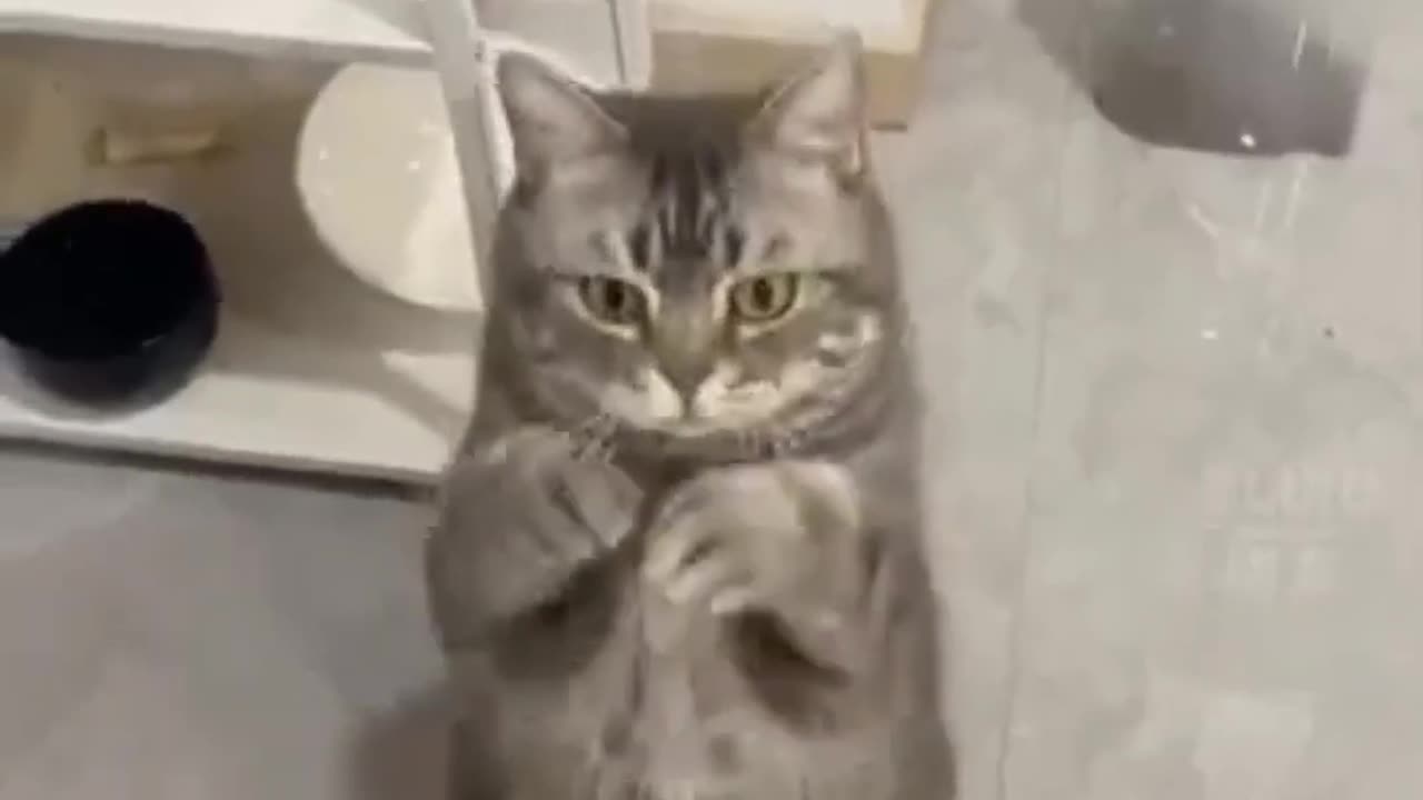 Funny cat video😂