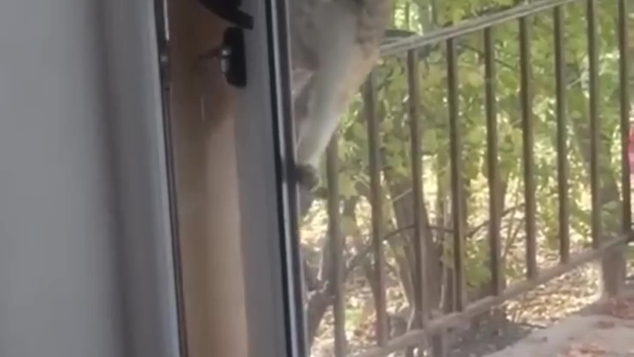 Funny animals2023 😂dog and cat 🤣