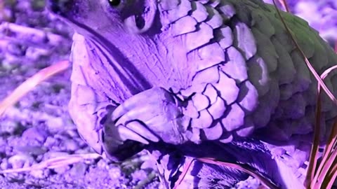 Unbelievable Creatures Discovered In Africa That Left Scientists Confused