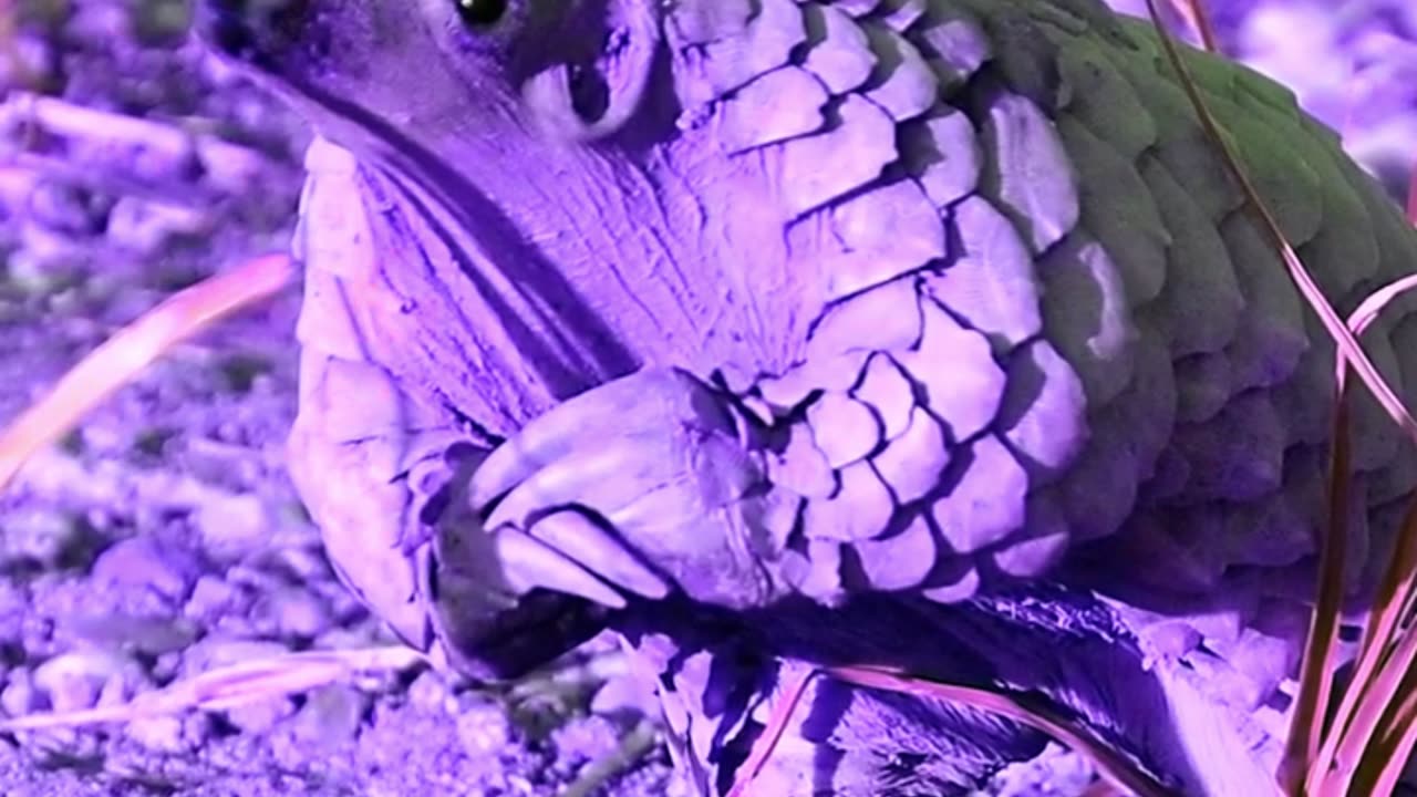 Unbelievable Creatures Discovered In Africa That Left Scientists Confused