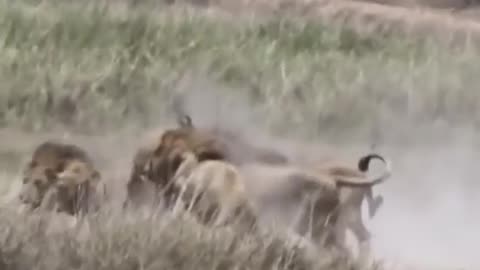 Loin VS loin
