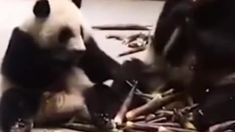 Panda Sibling Fight