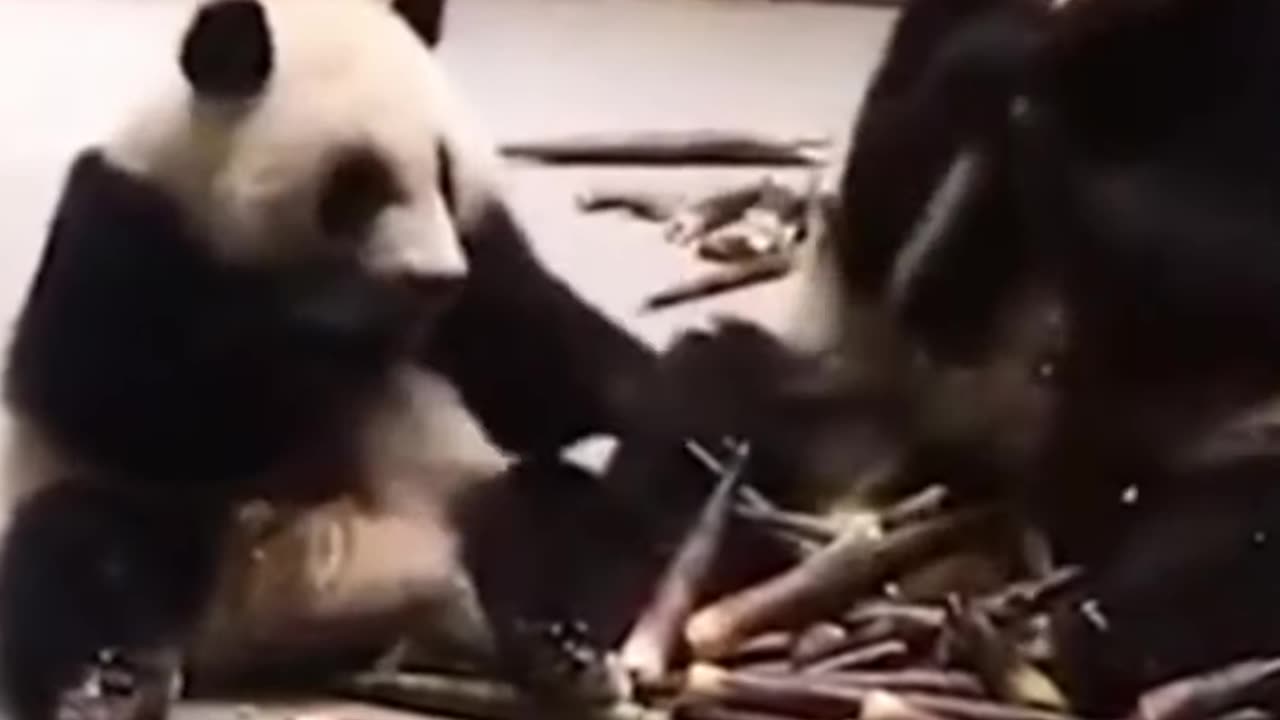 Panda Sibling Fight