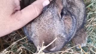 Bunny Loves Listening to unknown song