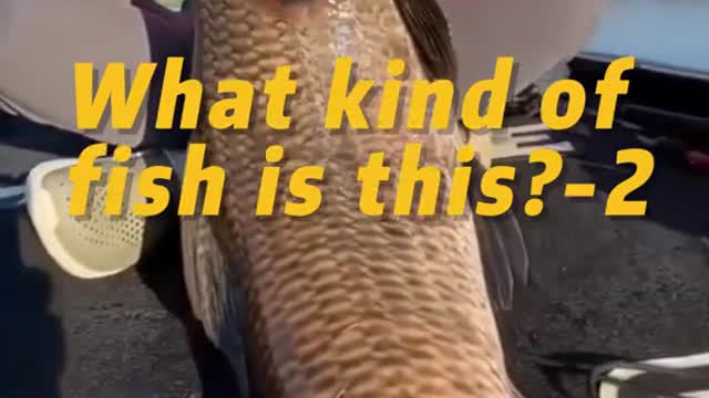 What kind of fish is this
