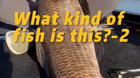 What kind of fish is this