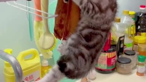 Funny cats video. Try not to laugh.