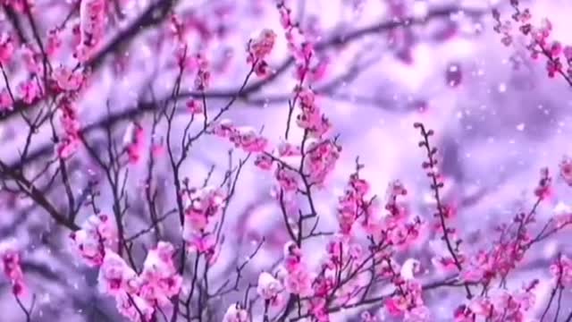 Sleeping in spring and not knowing the dawn
