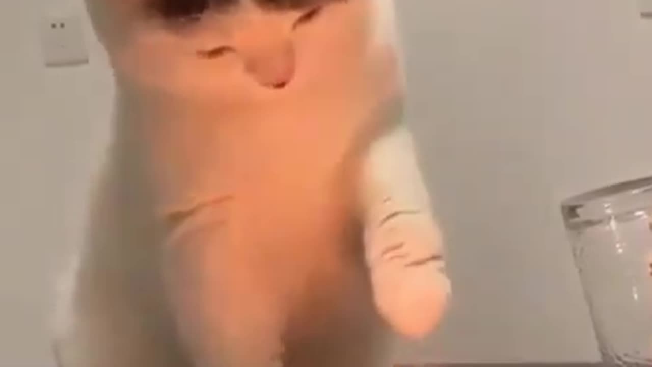 Cat plays with fire