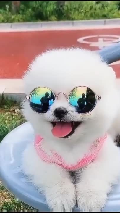 #Cute #animals #Cute Pomeranian #funny #animal #videos
