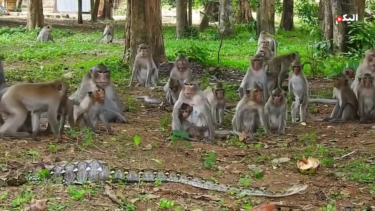 monkey struggle with python snakes