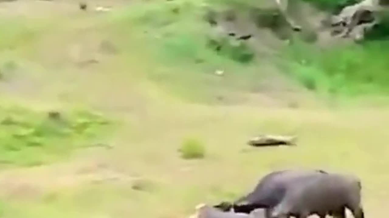 Tiger Hunting Buffalo | Wait for End WOW!