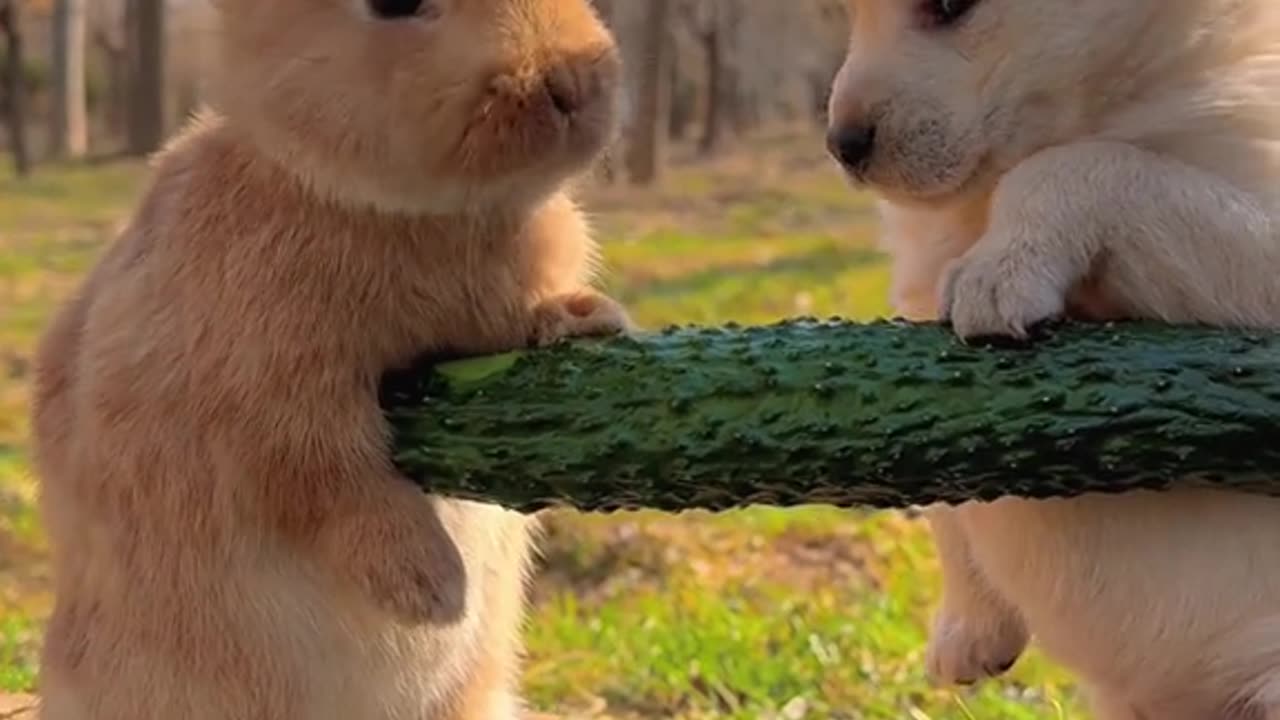 Dog and Rabbit