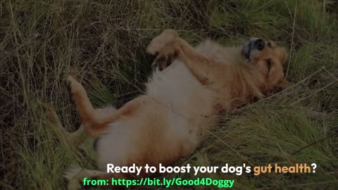 Add Sauerkraut to Your Dog’s Food for Amazing Gut Benefits!