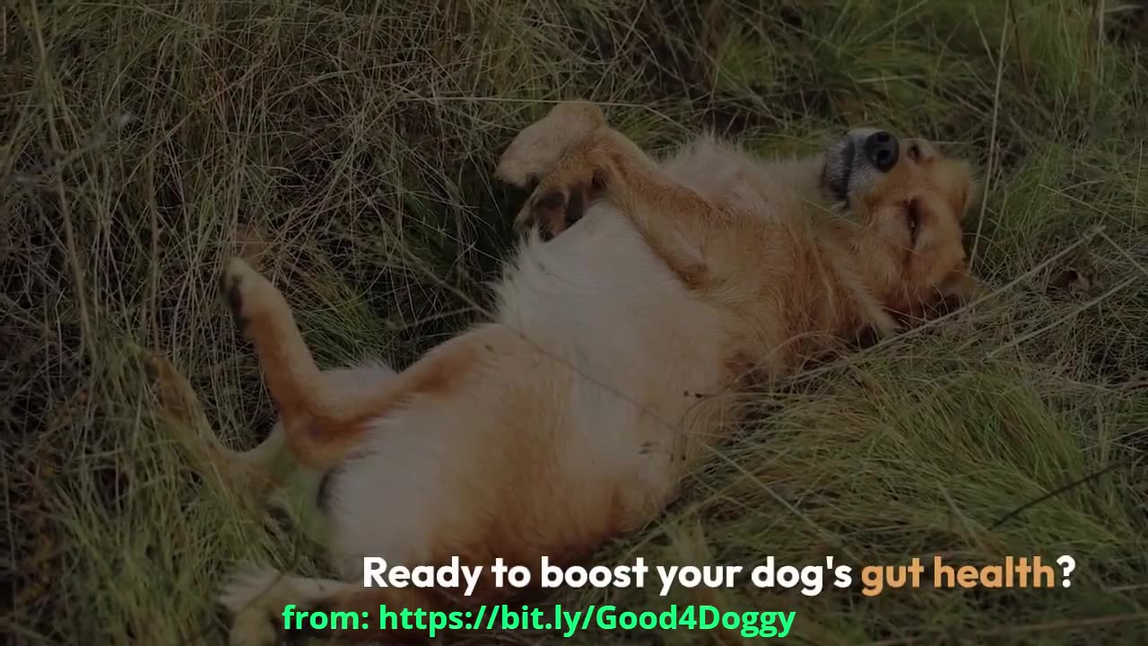 Add Sauerkraut to Your Dog’s Food for Amazing Gut Benefits!
