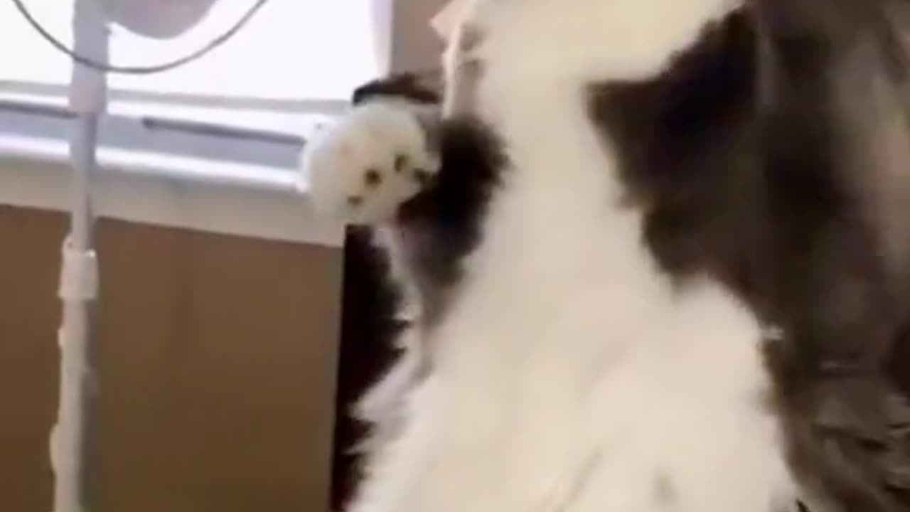 Cute and funny cat video.