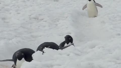 Penguin Highway 💃🕺 Venga Venga 🇦🇶 Cape Hallett