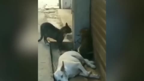 Dog Cat Very Funny Video