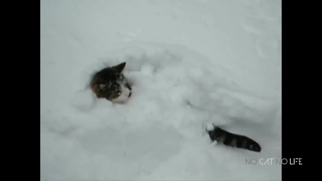 Animal playing snow