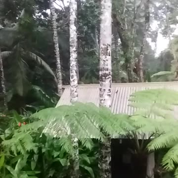 16.4.2024 Random Kuranda