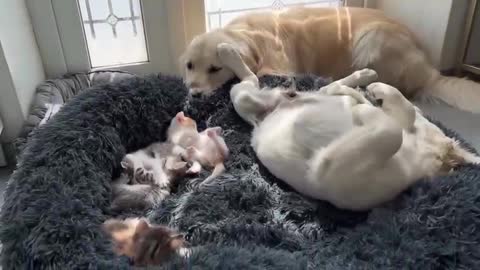 A golden retriever's reaction to kittens and puppies that have taken over his bed