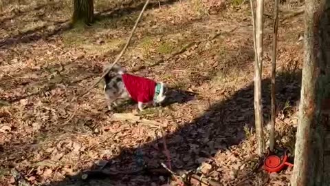 Pussel i vårskogen🐕😊💕