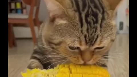 The way the cat eats it, makes you hungry 😸