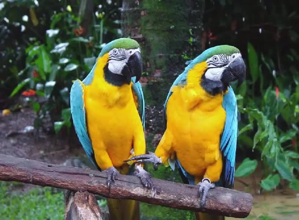 Guacamayo Azul y Amarillo Cantando Sonido para Llamar El Mejor