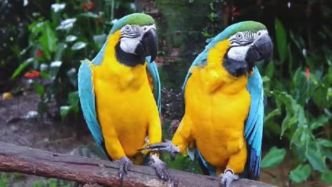 Guacamayo Azul y Amarillo Cantando Sonido para Llamar El Mejor