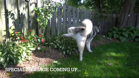 Don't mess with an Alaskan Malamute...