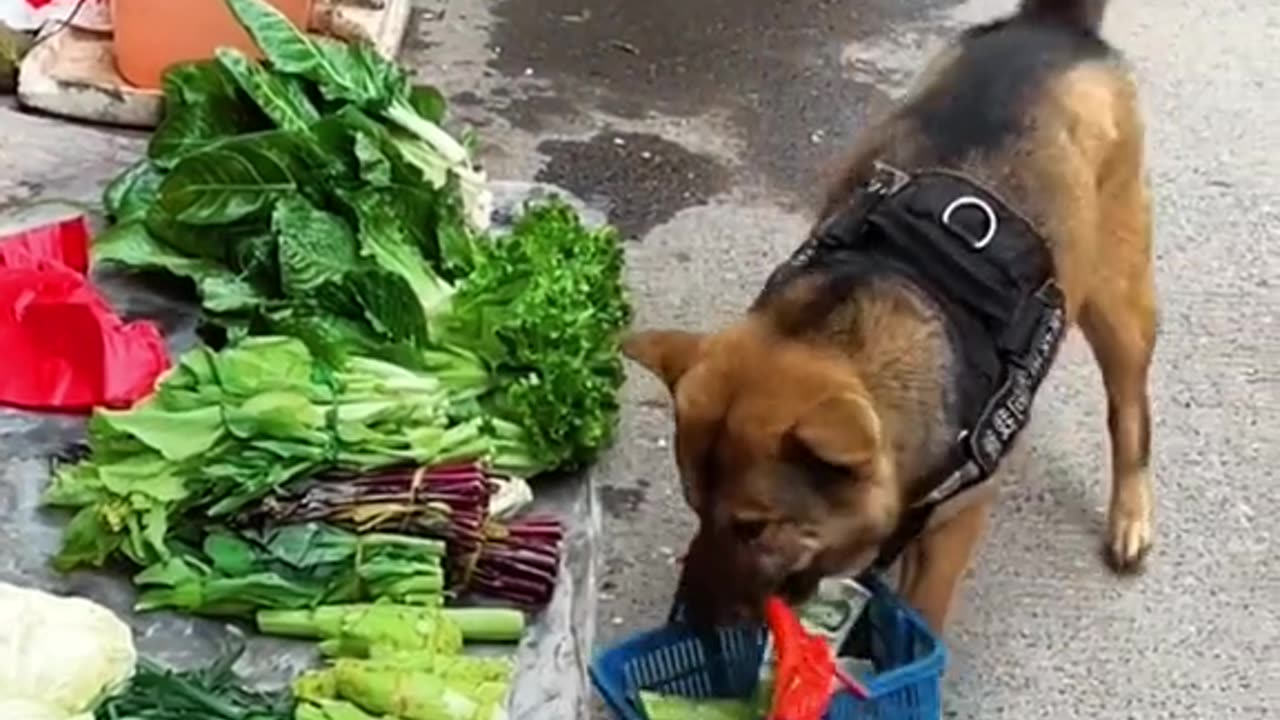funny dog , The dog went shopping , inteligent dog , dog , pet dog