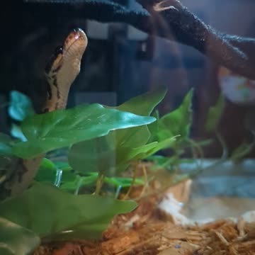 Slow Motion Tongue Action