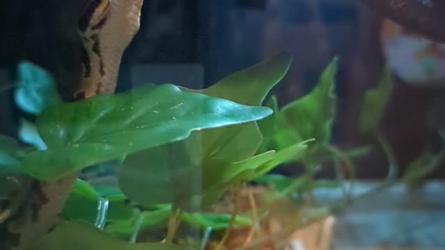 Slow Motion Tongue Action