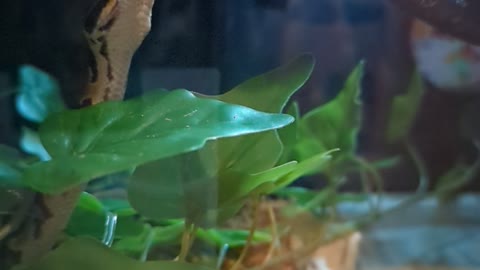 Slow Motion Tongue Action