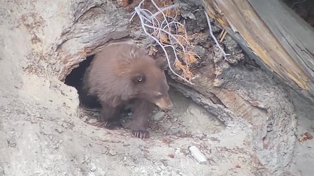 Mama Bear Emerges from her Den