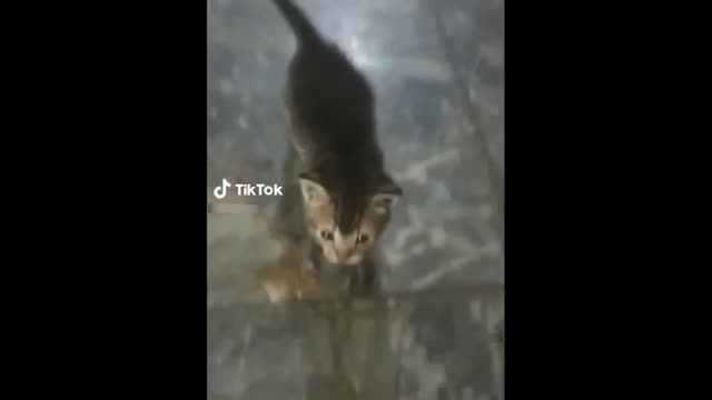 Cat hiting the camera