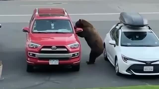 A BEAR raiding a car!!!
