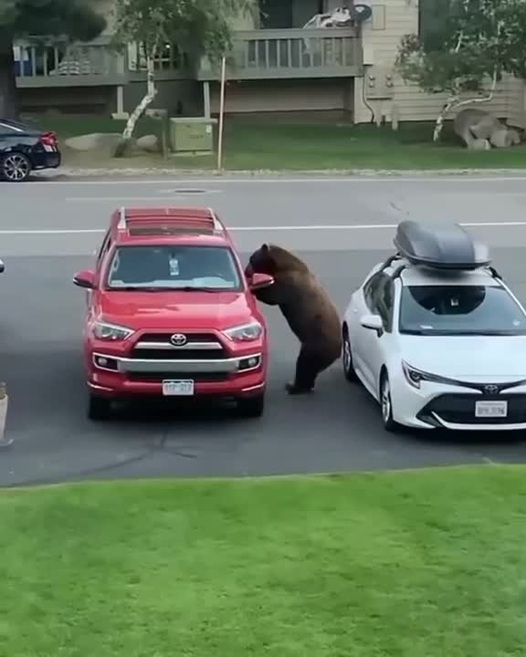 A BEAR raiding a car!!!