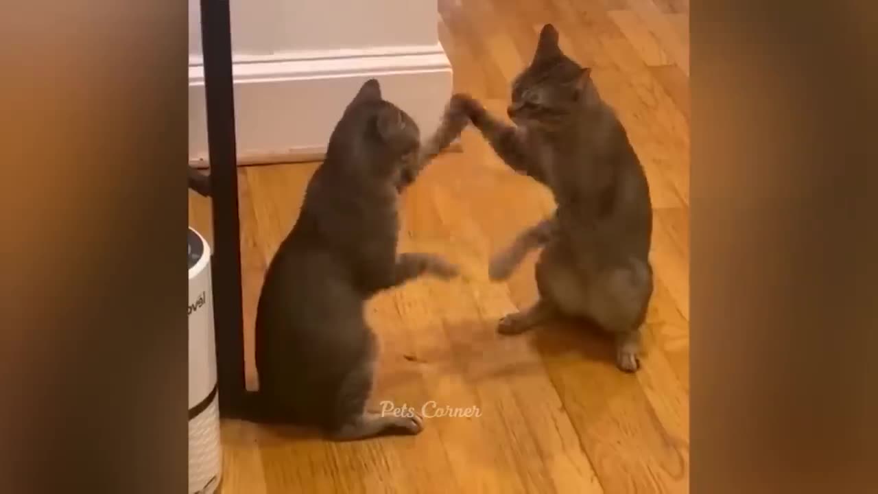 Funniest Animals 2023 π Best Funny Cats and Dogs πΊπΆ Part 27 | Pets Corner