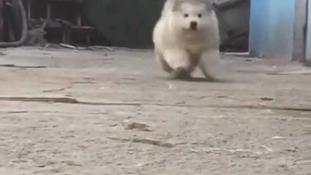 Cute little animals