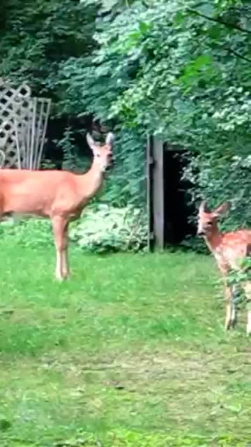 GOOD NEWS OF GREAT JOY - DAILY DEVOTIONAL ❤️